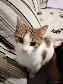 Kastróla mačička - 2