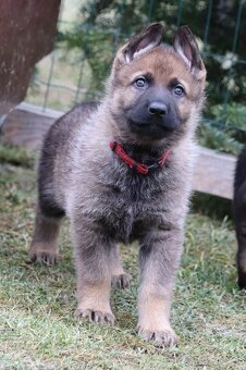 Německý ovčák s PP - 2