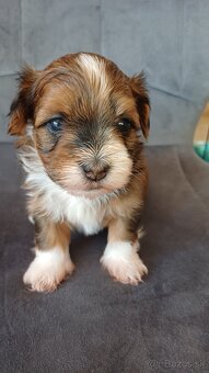 Havanský psík - štěňátka s PP - 2