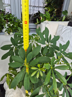 Schefflera arboricola - 2
