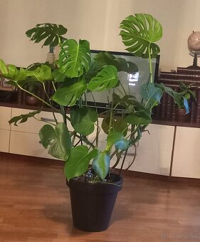 Monstera kvet v kvetinaci 150cm - 2