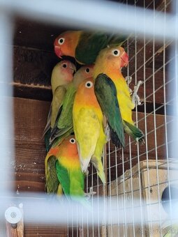 Agapornis - 2