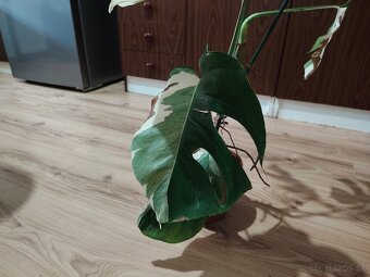 Monstera ALBO - 2