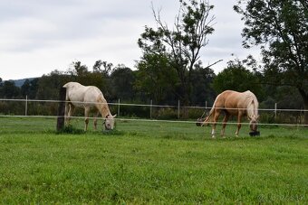 USTAJNENIE / JAZDENIE - 2