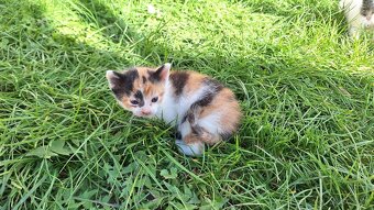 Darujem mačičku, mačiatka - 2