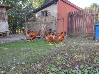 Forverka,Lafleška, AyamCemani, Hempširka - 2