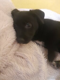 Šteniatko  - Darujem - 2