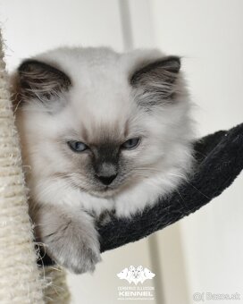 Ragdoll s PP - mačka na chov bez obmedzení pre SR - 2