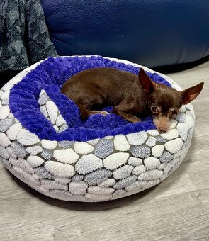 Darujem čivavku Fenku čokoladová - 2