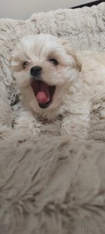 Predám maltezak - 2