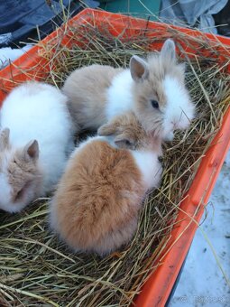 Zakrsli zajačik - 2