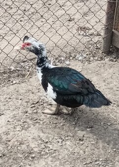 čínske kačice - 2