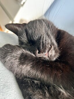 Kocúrik Batman:) - 2