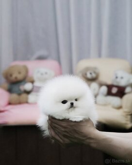 Pomeranian šteniatka - 2