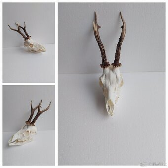 Vyvarenie čiestenie bielenie a úprava poľovníckych trofeji - 2