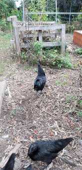 Predam kohuta Ayam Cemany - 2