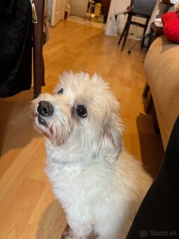Darujem maltézského psíka / maltezáka - 2