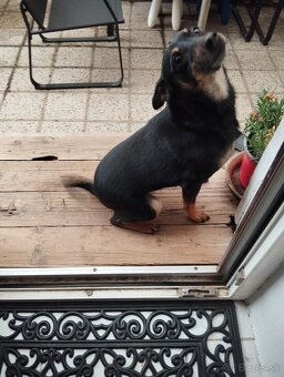 Darujem fenku 3ročnú - 2