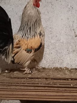 Kohút  - liliput - 2