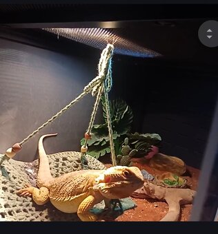 Terárium +agama - 2
