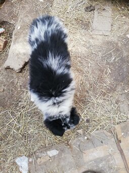 Borderkolia psíkovia - 2