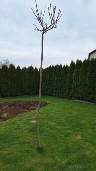 Javor mliečny globosum - 2