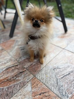 Predám šteniatko Pomerian - 2