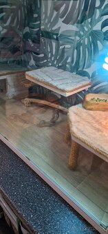 Terarium s agamou - 2
