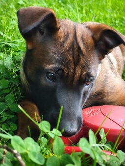 Belgický ovčák malinois - 2