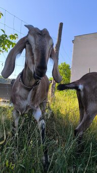 Anglonub.kozy a capko - 2