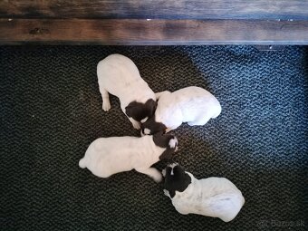 Český fúzač šteniatka - 2