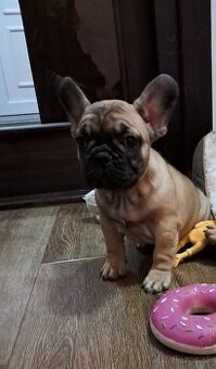 Francúzsky buldoček šteniatka s PP - 2