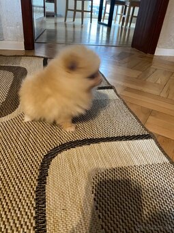Pomeranian - 2