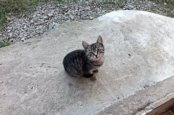 Darujem mačiatko - 2