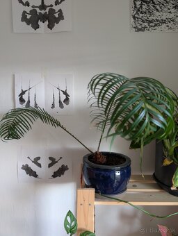 izbové rastliny - 2