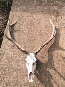 Polovnicke trofeje - 2