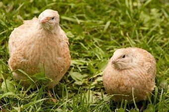 Japonské prepelice - predaj - 2