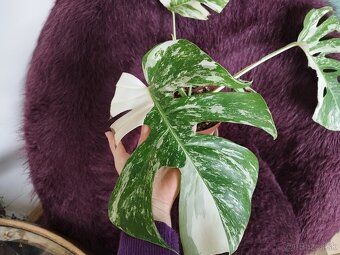 Monstera albo 2 - 2