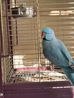 Alexander malý + klietka - 2