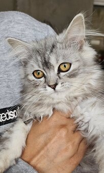Perzske ragdoll maciatka - 2