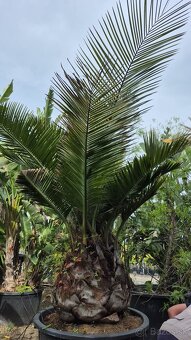 Palmy, Trithrinax Campestris, Jubea Chilensis - 2