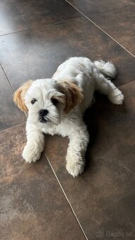 Čistokrvné Shih-tzu s PP - 2