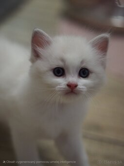 Ragdoll s PP - 2