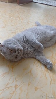 Britský kratkosrsty kocur - 2