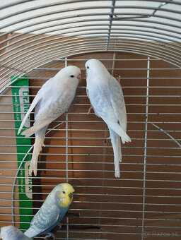 Predám andulky z búdok vyletané v auguste - 2