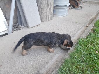 Jazvečík Hrubosrsty - 2