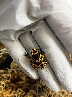 Dendrobates leucomelas - 2