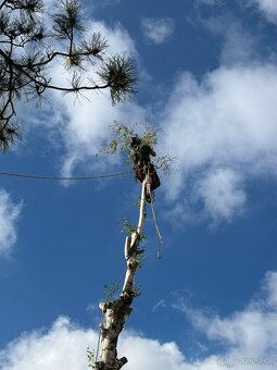 Výrub/orez stromov - 2