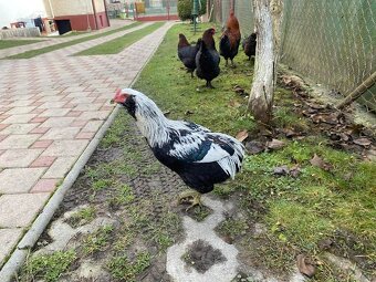 Striebrokrký araucana/araukana kohut na predaj. - 2