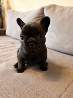 Francúzsky buldoček - 2